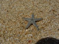 142 Cairns - Spaziergang in Palm Cove