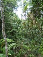 157 Cairns - Regenwald