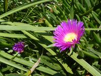 170 Sydney - Stadtrundfahrt