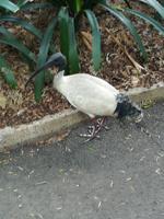 183 Sydney - Ibis am Fährhafen