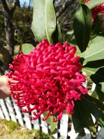 187 Sydney - Blu Mountains - Nationalblume Waratah