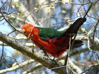 189 Sydney - Blu Mountains