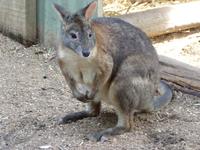 192 Sydney - Featherdale Wildlife Park - Wallaby