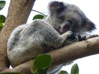 194 Sydney - Featherdale Wildlife Park - Koala