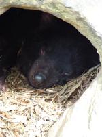 195 Sydney - Featherdale Wildlife Park - Tasmanischer Teufel