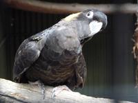 197 Sydney - Featherdale Wildlife Park