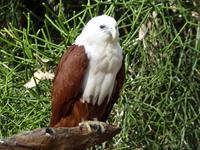 198 Sydney - Featherdale Wildlife Park