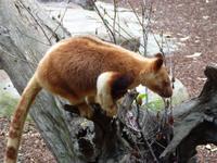 199 Sydney - Featherdale Wildlife Park - Goodfellow Tree Kängeroo