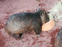 201 Sydney - Featherdale Wildlife Park - Wombat