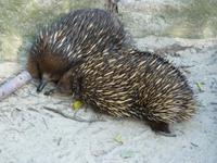 203 Sydney - Featherdale Wildlife Park - Echidna