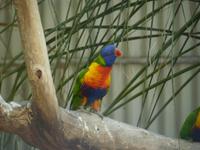 204 Sydney - Featherdale Wildlife Park - Rainbow Lorikeet