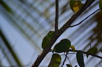 Bootsfahrt auf dem Daintree River (1)
