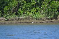 Bootsfahrt auf dem Daintree River (3)