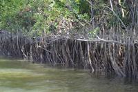 Bootsfahrt auf dem Daintree River (4)