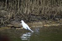 Bootsfahrt auf dem Daintree River (6)