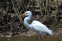 Bootsfahrt auf dem Daintree River (7)