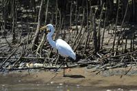 Bootsfahrt auf dem Daintree River (8)
