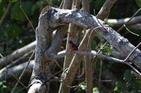 Bootsfahrt auf dem Daintree River (9)