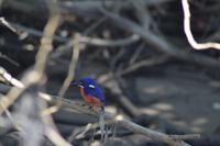 Bootsfahrt auf dem Daintree River (10)