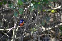 Bootsfahrt auf dem Daintree River (11)