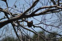 Bootsfahrt auf dem Daintree River (15)