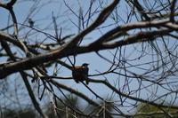 Bootsfahrt auf dem Daintree River (16)