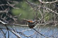 Bootsfahrt auf dem Daintree River (17)