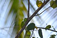 Bootsfahrt auf dem Daintree River (18)