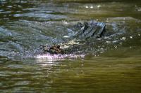 Bootsfahrt auf dem Daintree River (19)