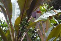 botansicher Garten Singapur (1)