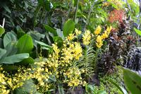botansicher Garten Singapur (4)