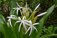 botansicher Garten Singapur (8)