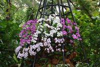 botansicher Garten Singapur (10)