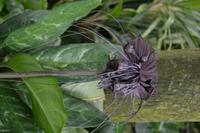 botansicher Garten Singapur (15)