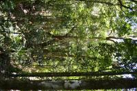 Daintree Nationalpark (5)