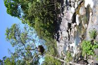 Daintree Nationalpark (7)