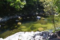 Daintree Nationalpark (8)