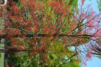 Daintree Nationalpark (9)