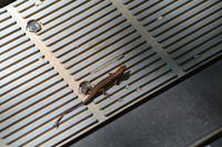 Daintree Nationalpark (11)