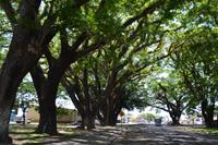 Daintree Nationalpark (12)