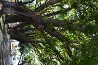 Daintree Nationalpark (14)