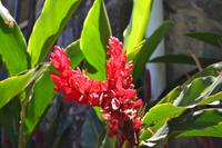 Daintree Nationalpark (16)