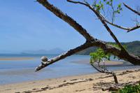Daintree Nationalpark (18)