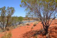 Düne am Salzsee vor Ayers Rock (2)