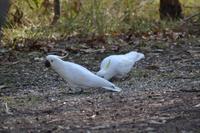 Fahrt zu den Blue Mountains (1)