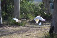 Fahrt zu den Blue Mountains (2)