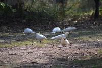 Fahrt zu den Blue Mountains