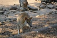 Featherdale Wildlife Park (1)