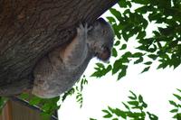Featherdale Wildlife Park (4)