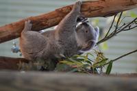 Featherdale Wildlife Park (5)